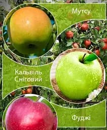 Саджанець Agro-Market Дерево-сад Яблуня Кальвіль Сніговий+Мутсу+Фуджі 1 шт. в упаковці (181965)
