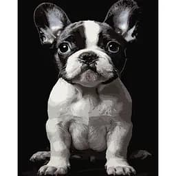 Картина по номерам Strateg Маленькая собака на черном фоне 40 x 50 см (AH1277)