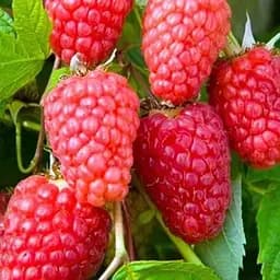 Малина Agro-Market "Геракл" (ремонтантный высокоурожайный сорт) 1-летний саженец (189487) 1 шт в упаковке