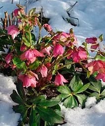 Морозник (Helleborus) Red Lady Agro-Market 1 саджанець в упаковці (48554) - мініатюра 4