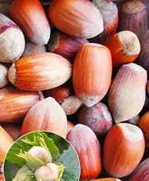 Саджанець Agro-Market Фундук Боровський (середній термін дозрівання, перехресне запилення, садити по 2 шт.) 1 шт. в упаковці (177930)