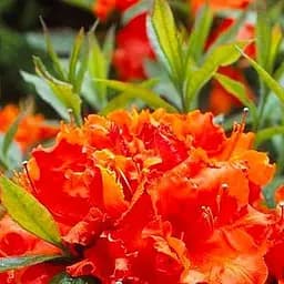 Саджанець Agro-Market Азалія (рододендрон гібридний) Gibraltar (177741)