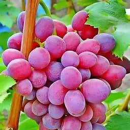 Саженец Agro-Market Виноград Подарок Ирине (раннеспелый, крупноплодный) 1 шт. в упаковке (36277)