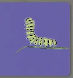 Insects. Collect the rainbow - мініатюра 6
