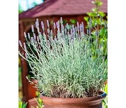 Саженец Agro-Market Лаванда английская узколистная Изида (Izida) (177229) 1 шт. в упаковке