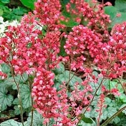 Саженец Agro-Market Гейхера (Heuchera) Paris С1 (высота 15-30см) (154089)
