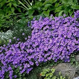 Компана Portenschlagiana "Catharina" (189519) 1 шт