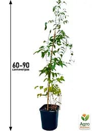 Саджанець Agro-Market Клематис 3-х річний Akafuji С2 (144832) - мініатюра 4