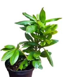 Рододендрон Agro-Market Roseum elegans 2 річний рожевий 1 саджанець в упаковці (43011) - мініатюра 2