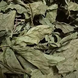 100 г лимонник китайский листья сушеные, измельченные - свежий урожай