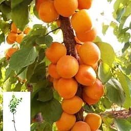 Абрикос колоноподібний Agro-Market Принц Март укорінений у контейнері саджанець 2 роки 153036 1 саджанець в упаковці