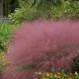 Саженец Agro-Market Мюленбергия Muhlenbergia capillaris вазон Р9 (181488) 1 шт. в упаковке