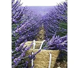 Саджанець Agro-Market Лаванда англійська вузьколиста Манстед (Munstead) (44330) 1 шт. в упаковці