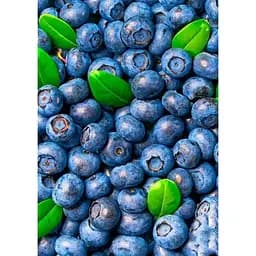 Саджанець Agro-Market Лохина (чорниця садова) рання Дюк (Duke) (один з найбільш високоврожайних сортів) 1 шт. в упаковці (21311)