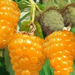 Малина Agro-Market "Зюгана Желтая" (ремонтантная, один из самых лучших и сладких сортов) 1-летний саженец (190230) 1 шт в упаковке