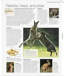 Animal. The Definitive Visual Guide - мініатюра 3