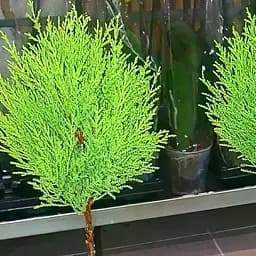 Саджанець Agro-Market Кипарисовик на штамбі 3-х річний Goldcrest Wilma (50-80см) (62265)