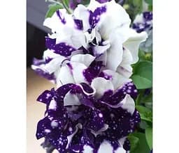 Саджанець Agro-Market Петунія напівампельна Sweet Sunshine Blue Sky (116405) 1 шт. в упаковці