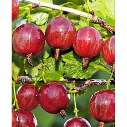 Саджанець Agro-Market Аґрус Краснослав'янський (середній термін дозрівання) 1 саджанець (46236)