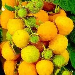 Малина Agro-Market "Ярославна" (ремонтантный сорт, средний срок созревания) 1-летний саженец (189522) 1 шт в упаковке