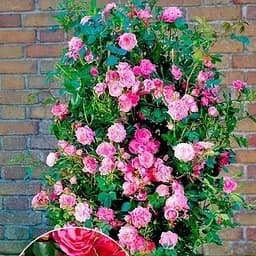 Роза плетистая Agro-Market Буги Уги саженец класса АА+ высший сорт 1 шт. в упаковке (178151)