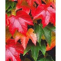 Саджанець Agro-Market Виноград дівочий триостренний Вічі (висота 10-20 см) 1 саджанець в упаковці (51382)