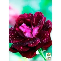 Саджанець Agro-Market Троянда чайно-гібридна Блек Б'юті (клас АА +) вищий сорт (35996) 1 шт. - мініатюра 2