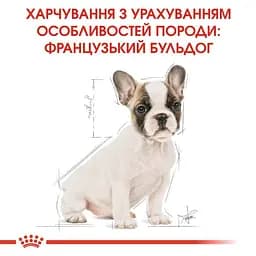 Сухий корм для цуценят породи Французький Бульдог Royal Canin French Bulldog Puppy, 10 кг (3990100) - мініатюра 2