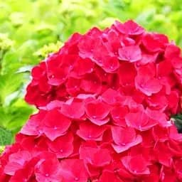 Саженец Agro-Market Гортензия крупнолистая красная Красная красавица (Red beauty) (44821)