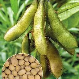 Соя ТМ "Весна"  30г (22322)