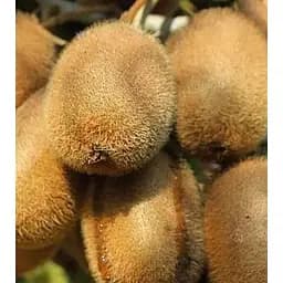 Саджанець Agro-Market Ківі самозапильний Генріх укорінений у контейнері (саджанець 2 роки) (153305) 1 шт.