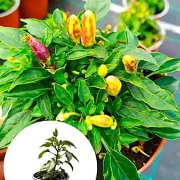 Перец комнатный "Yellow Red" острый (съедобный, декоративный) (100202) 1 саженец в упаковке