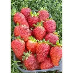 Саджанець Agro-Market Полуниця Альбіон (Albion) 5шт (ремонтантний великоплідний сорт) (37281) - мініатюра 6
