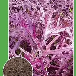 Насіння Agro-Market Салат Мізуна червоний на вагу ціна за 3 г (112724)