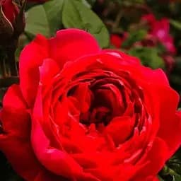 Роза английская Agro-Market Бенжамин Бриттен Benjamin Britten саженец класса АА+ высший сорт 1 шт. в упаковке (52546)