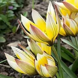 Тюльпан Tarda розмір 7/8 в упаковці 5 шт. (16901)