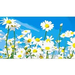 Набір для розпису по номерах Strateg Ромашки у полі 50х25 см (WW179)