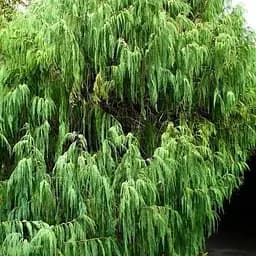 Кіпаріс Гімалайський 3-х річний (Cupressus Torulosa) С1,5 висота 70-80см (176356) 1 саджанець