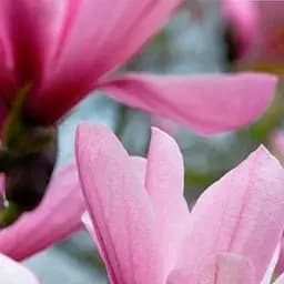 Саджанець Agro-Market Магнолія 3-річна зірчаста Royal Crown (висота 40-50см) (166892)