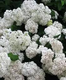 Гортензія Agro-Market Bright White крупнолиста біла 1 саджанець в упаковці (44818) - мініатюра 4