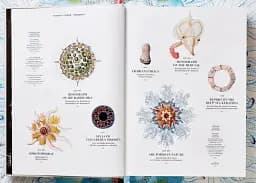 The Art and Science of Ernst Haeckel - мініатюра 3