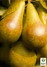 Саджанець Agro-Market Груша сонячного кольору Медова насолода (Honey pleasure) (преміальний, високоврожайний, соковитий сорт) 1 шт. в упаковці (47679) - мініатюра 3
