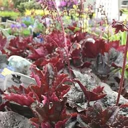 Саженец Agro-Market Гейхера (Heuchera) Heuchera Emperor's New Clothes Purple (53391)