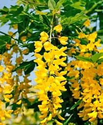 Бобовник Agro-Market Golden Rain C2 анагиролистный высота 80-100 см 1 саженец в упаковке (177485)