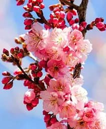 Саджанець Agro-Market Сакура кущова (Prunus incisa) Oshidorii 1 шт. в упаковці (181583)