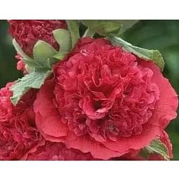 Мальва махровая Красная Весна 0.2г (16322)