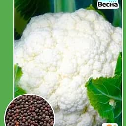 Капуста цветная "Ранний урожай" ТМ "Весна" 0.3г (19084)