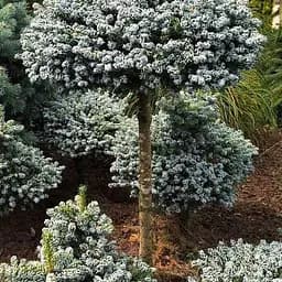 Ялиця корейська Agro-Market на штамбі Icebreaker С1.5 висота 15-25см 186456 1 саджанець в упаковці