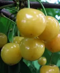 Саджанець Agro-Market Черешня жовта Жовточок (літній сорт, ранній термін дозрівання) 1 шт. в упаковці (36944)