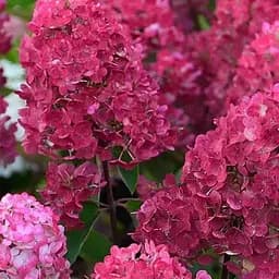 Гортензія волотиста 2-річна "Фрамбозин Ренсам" висота 20-40см (186582) 1 саженец